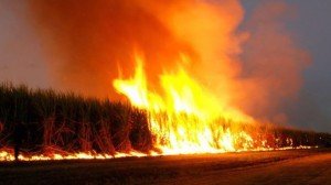 GMO crops burning