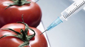 gmo