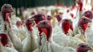 butterball cruelty