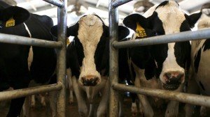 cattle steroids