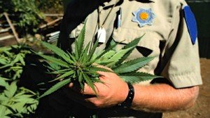 marijuana law